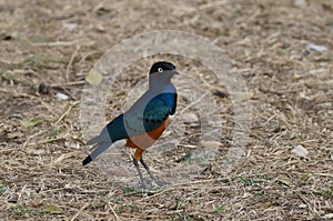 Superb starling is standing and posing