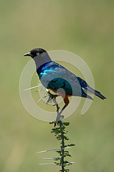 Superb starling on thornbush with green bokeh