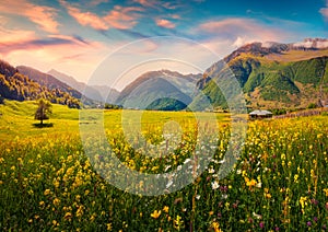 Superb summer view of blooming chamomile flowers on the Caucasus valley. photo