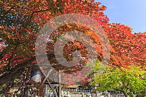 Superb view, fall color at Adashino Nenbutsu-ji, Japan in the au