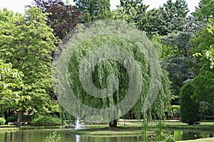 Superb weeping willow on an island in the middle of a pond