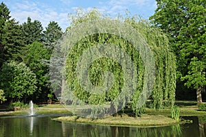 Superb weeping willow on an island in the middle of a pond