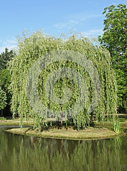 Superb weeping willow on an island in the middle of a pond