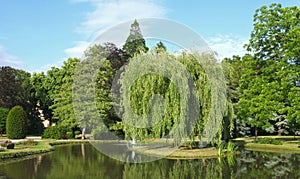 Superb weeping willow on an island in the middle of a pond