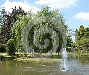 Superb weeping willow on an island in the middle of a pond