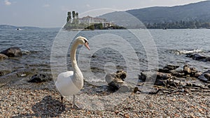 Superb white swan on the beach of Isola Superiore or dei Pescatori, Lake Maggiore, with Isola Bella in the background, Stresa, Ita
