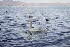 Superb white swan swims in the lake.