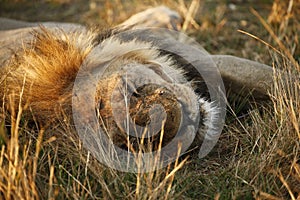 Superb young sub adult male lion ready to leave the pride