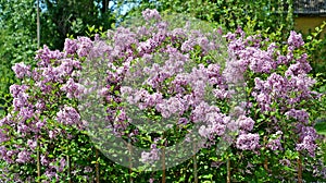 Superba lilac flowering Syringa microphylla Superba. Spring