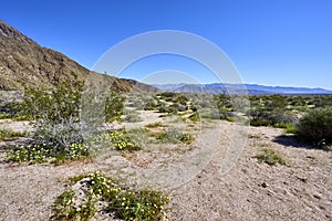 The desert comes alive with flowers and new growth