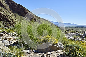 The desert comes alive with flowers and new growth