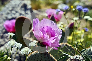 The desert comes alive with flowers and new growth