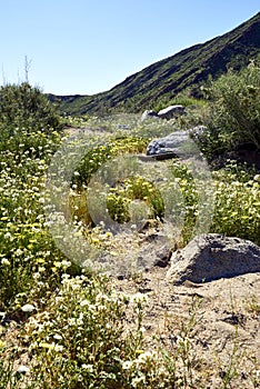 The desert comes alive with flowers and new growth