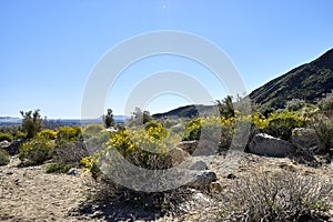 The desert comes alive with flowers and new growth