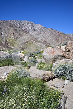 The desert comes alive with flowers and new growth