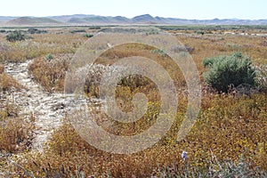 Superbloom Carrizo plain national monument