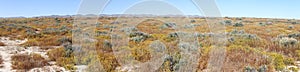 Superbloom Carrizo plain national monument