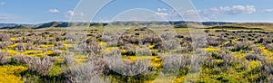 Superbloom at Soda Lake, pano. Carrizo Plain National Monument is covered in swaths of yellow, orange and purple from a super
