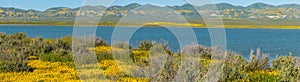 Superbloom at Soda Lake, panorama. Carrizo Plain National Monument is covered in swaths of yellow, orange and purple from a super