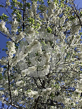 a superblooming cherry in the spring
