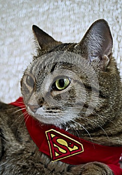 Supercat