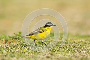 superciliaris kwikstaart, Superciliaris Wagtail, Motacilla feldegg superciliaris