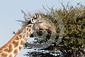 Supercilious face of giraffe against background of clear blue sky and green acacia tree at Okonjima Nature Reserve, Namibia photo