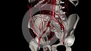 The superficial epigastric artery is a small branch of the femoral artery