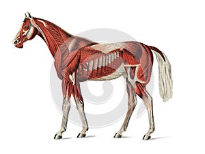 Superficial Layer of Muscles by an unknown artist 1904, a medical illustration of equine muscular system. Digitally enhanced by photo