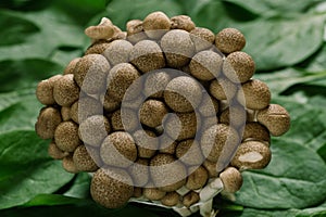 Superfood Boletus mushrooms with spinach leaves