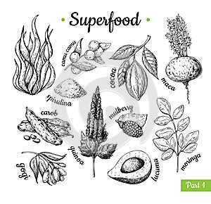 Superfood hand drawn vector illustration. Botanical isolated ske photo