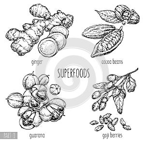 Superfood hand drawn vector illustration. Ginger, goji berries, guarana, cocoa beans on white background. Healthy food. Engraving