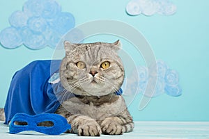 Superhero cat, Scottish Whiskas with a blue cloak and mask. The concept of a superhero, super cat, leader