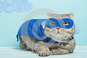 Superhero cat, Scottish Whiskas with a blue cloak and mask. The concept of a superhero, super cat, leader