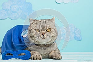 Superhero cat, Scottish Whiskas with a blue cloak and mask. The concept of a superhero, super cat, leader