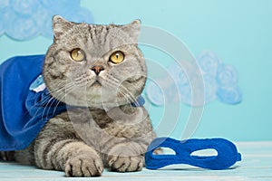 Superhero cat, Scottish Whiskas with a blue cloak and mask. The concept of a superhero, super cat, leader