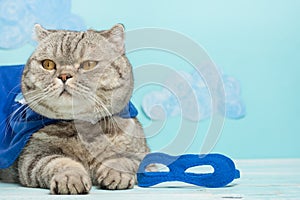 Superhero cat, Scottish Whiskas with a blue cloak and mask. The concept of a superhero, super cat, leader