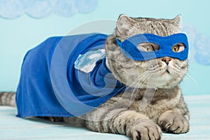 superhero cat, Scottish Whiskas with a blue cloak and mask. The concept of a superhero, super cat, leader