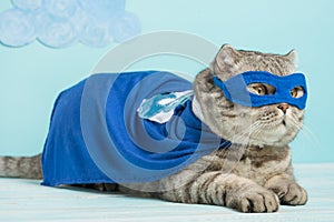 superhero cat, Scottish Whiskas with a blue cloak and mask. The concept of a superhero, super cat, leader