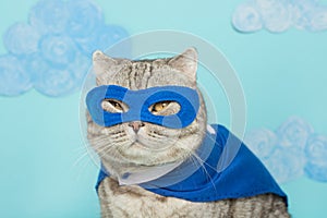 superhero cat, Scottish Whiskas with a blue cloak and mask. The concept of a superhero, super cat, leader