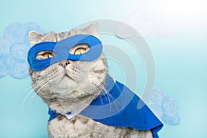 superhero cat, Scottish Whiskas with a blue cloak and mask. The concept of a superhero, super cat, leader