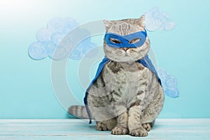 Superhero cat, Scottish Whiskas with a blue cloak and mask. The concept of a superhero, super cat, leader photo