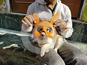 A superhero dog puppy wearing the marvel costume.