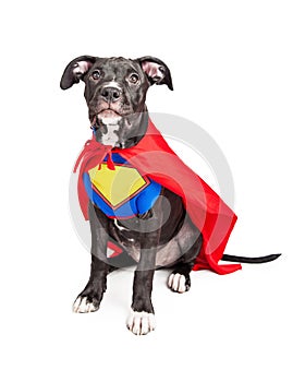 Superhero Puppy Dog Wearing Vest and Cape