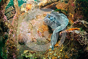 Superintendent wreck