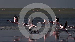 Superior flamingos taking flight