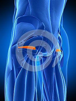 The superior gemellus