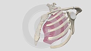 Superior Lobe of Left Lung