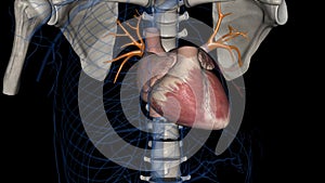 The superior pulmonary veins are anterior and caudal to the pulmonary