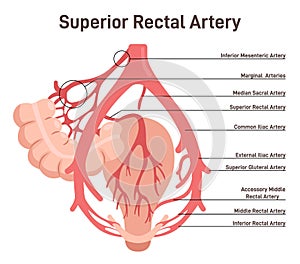 Superior rectal artery. Abdominal bloodflow system. Blood vessels